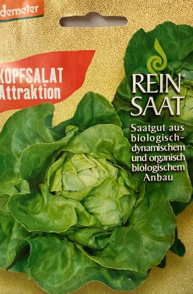 Kopfsalat Attraktion Saatgut Samen Demeter Salatsamen aus biologischem Anbau Bio